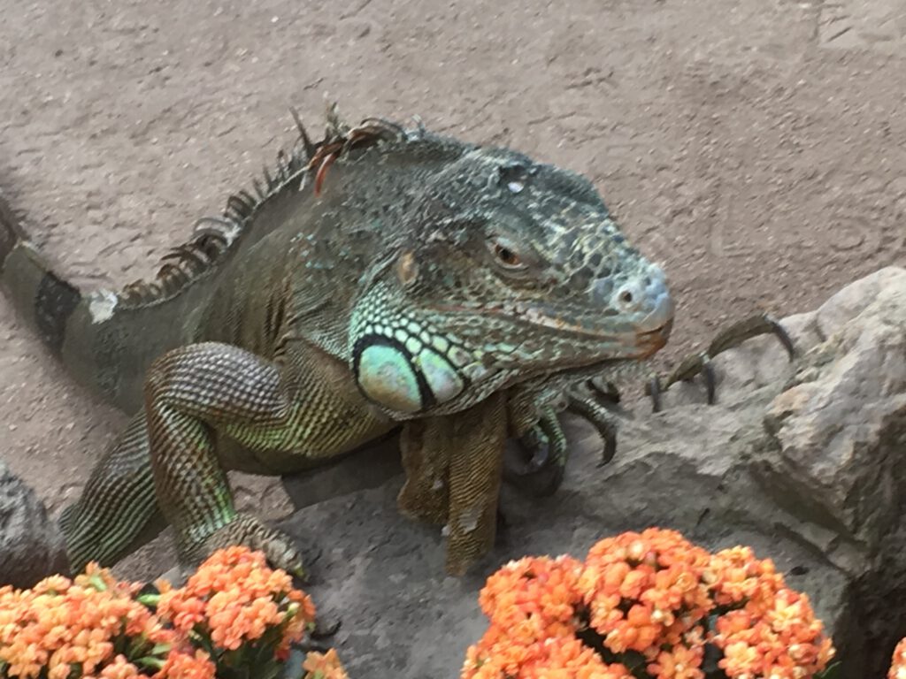 IMG 3251 1 1024x768
